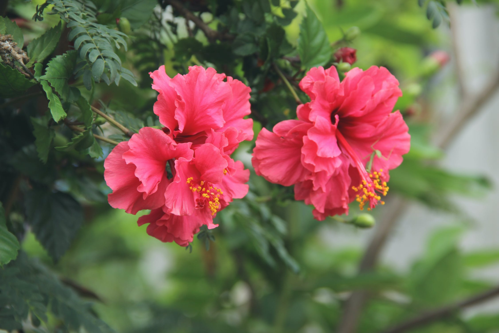 The Top 7 Tree Leaves You Can Eat