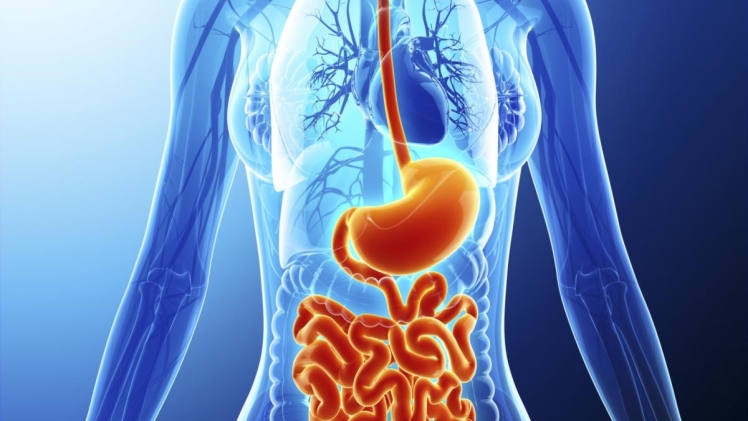 WHAT’S INVOLVED IN DAMAGING YOUR DIGESTIVE HEALTH?