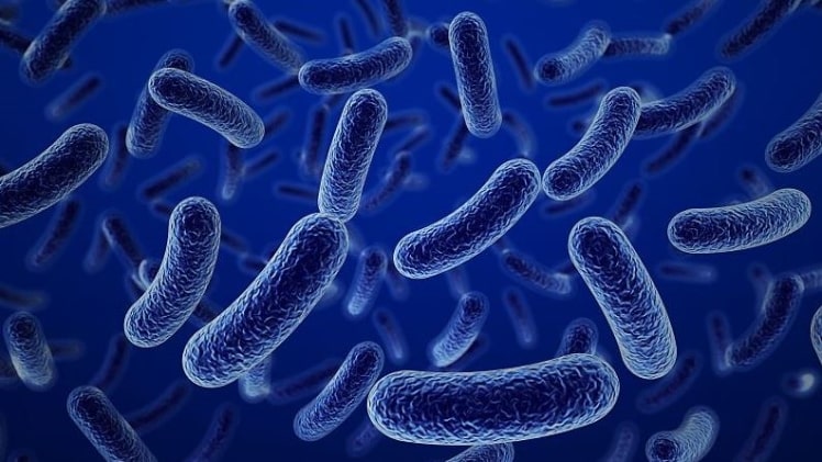 Marburg Virus Disease