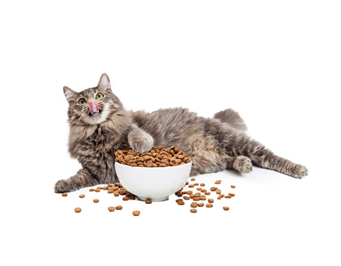 Can cats eat cheese? All you need to know