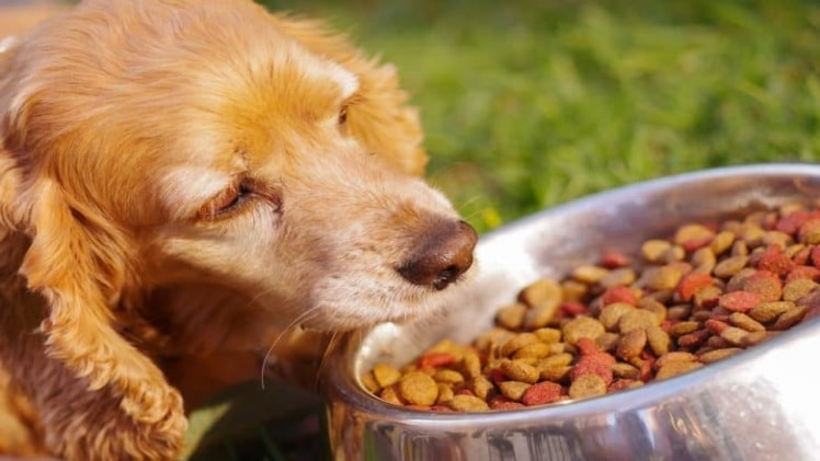 4 Benefits of Raw Feeding for Dog Health