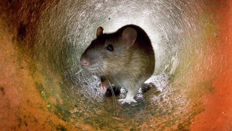 Rats in the Blue Mountains: A Wildlife Study