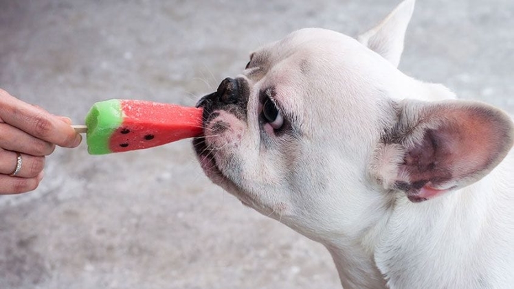 What Kinds of Human Foods Can Dogs and Humans Eat?