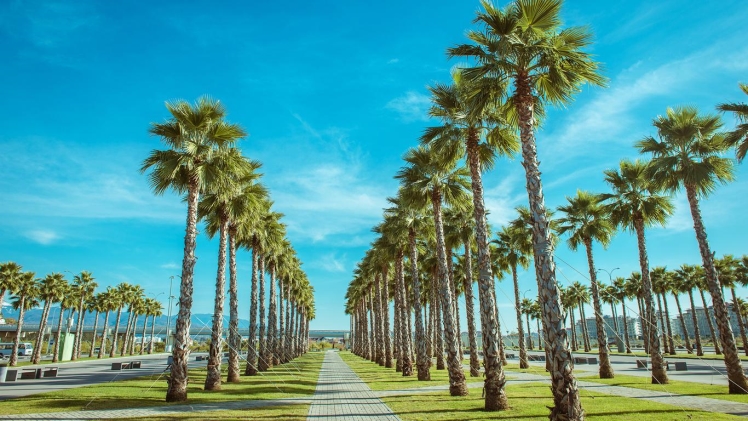 Apartment Rentals in Miami Springs