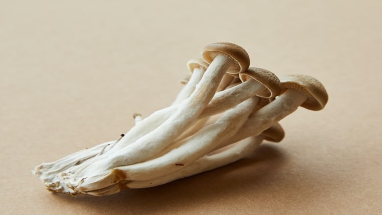 Try Highly Potent Wollygong Mushrooms and P. Subaeruginosa