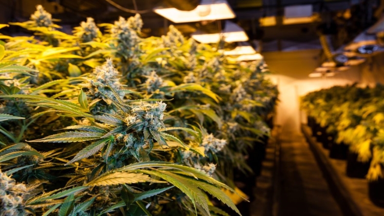 Know the medicinal benefit of CBD products and buy them from CBD shop Schweiz