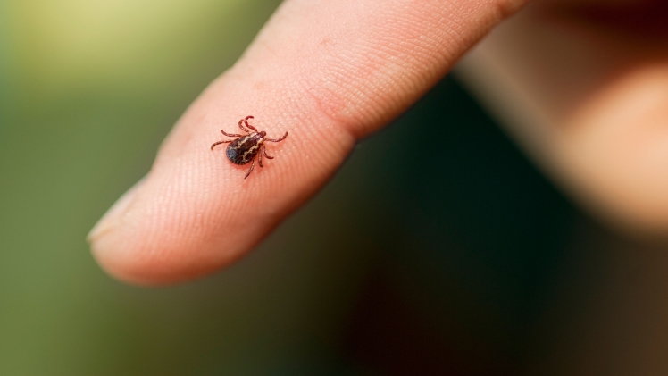 How To Get Rid Of Ticks In Your Home And Yard
