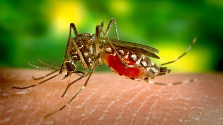 What Are The Symptoms, Diagnosis, And Treatment For Dengue?